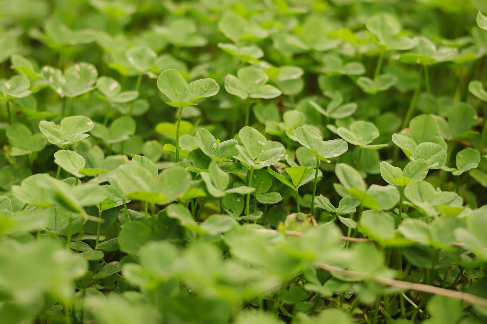 Vibrant and lush clover field capturing the essence of nature and growth.